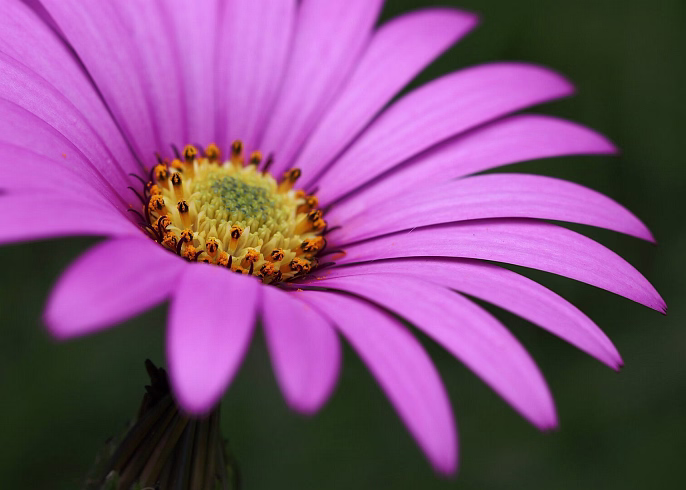 flower3